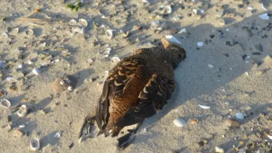Chicago Duck Die-Off